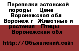 Перепелки эстонской породы. › Цена ­ 70 - Воронежская обл., Воронеж г. Животные и растения » Птицы   . Воронежская обл.